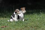 FOX TERRIER 179